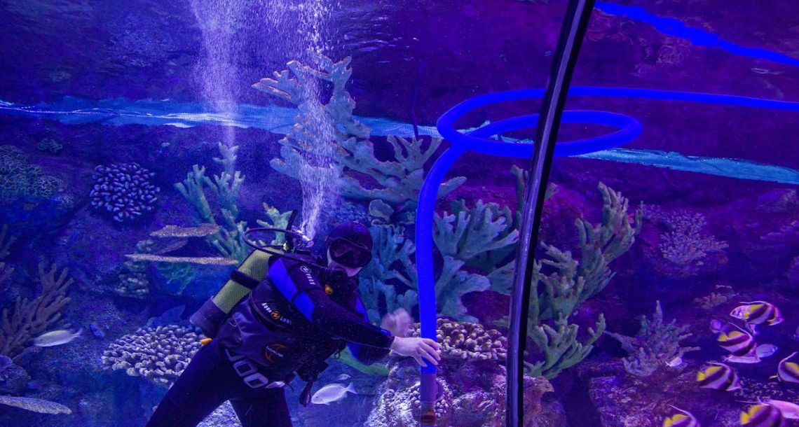 ניקוי אקווריום – מדריך מקצועי לשמירה על מים צלולים ודגים בריאים